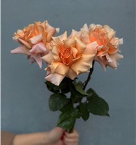 Французские персиковые розы 3 шт.